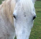 Eaglewood B and B and Farmstay - ACT Tourism