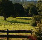 Pines on the Plateau - ACT Tourism