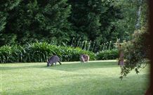 Yallambee Bed And Breakfast - ACT Tourism 4