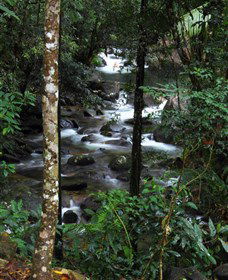 Daintree Secrets Waterfall Sanctuary - ACT Tourism 1