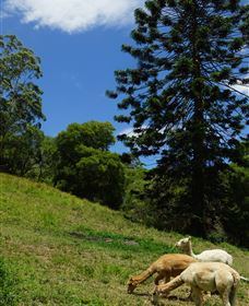 Wattle Gully Retreat - ACT Tourism 0