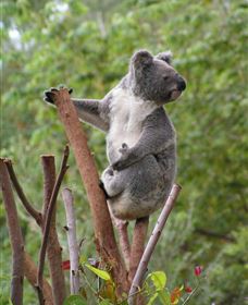 Wattle Gully Retreat - ACT Tourism 2