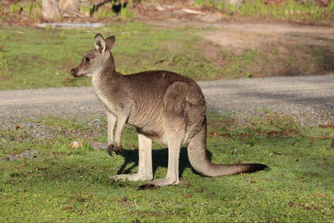 Mackey's Peak Villas - ACT Tourism 6