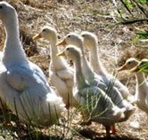 Duck Duck Goose Bed and Breakfast - ACT Tourism