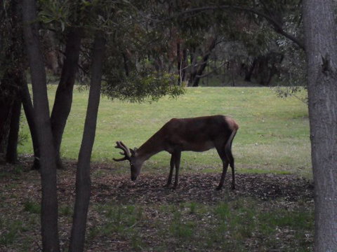 Grampians Chalets - ACT Tourism 1