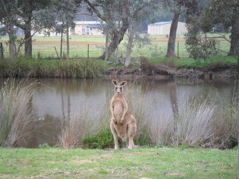 Grampians Chalets - ACT Tourism 4
