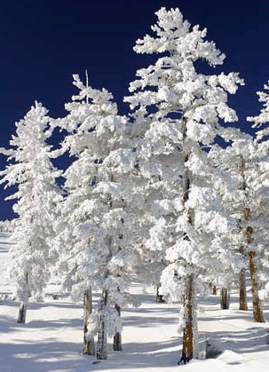 Mt Buller Apartment Management Services - ACT Tourism