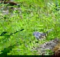 Morialta Bed And Breakfast - ACT Tourism