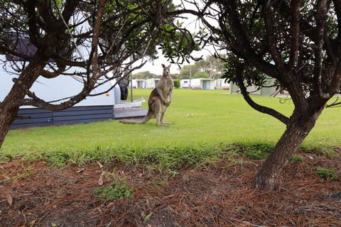 Anglesea Family Caravan Park - ACT Tourism 3