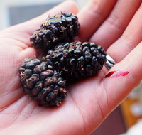 Baileys Lane - ACT Tourism