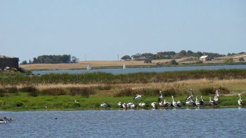 Peppertree Cottage - ACT Tourism 3