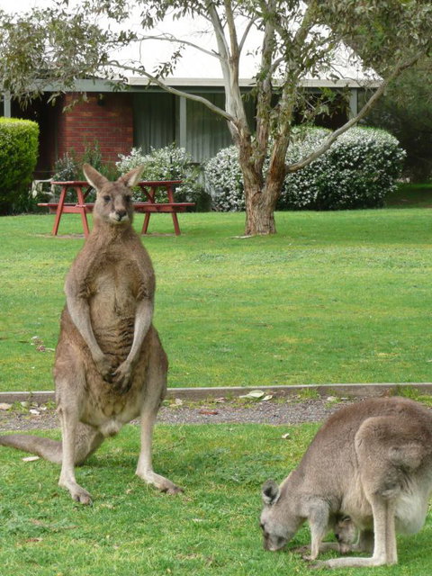 Pinnacle Holiday Lodge - ACT Tourism 8