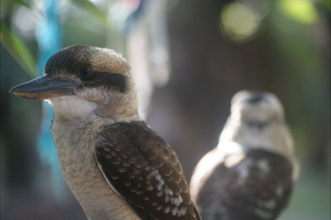 Takarakka Bush Resort Carnarvon Gorge - ACT Tourism 5