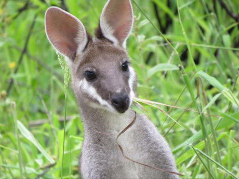 Takarakka Bush Resort Carnarvon Gorge - ACT Tourism 8