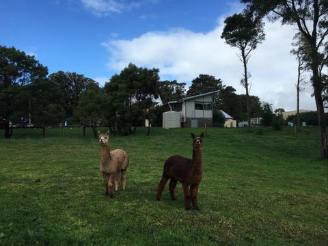 The Old Drik Drik Schoolhouse Retreat - ACT Tourism 5