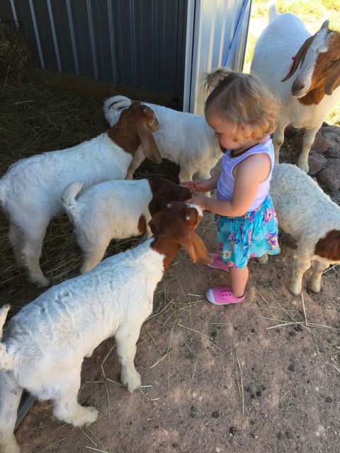 Yalooka Farm - ACT Tourism 7