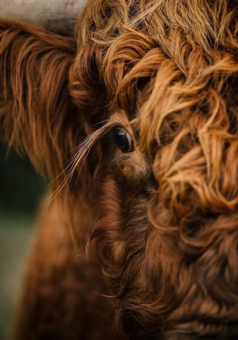 Eden Orchard And Farmstay - ACT Tourism 1