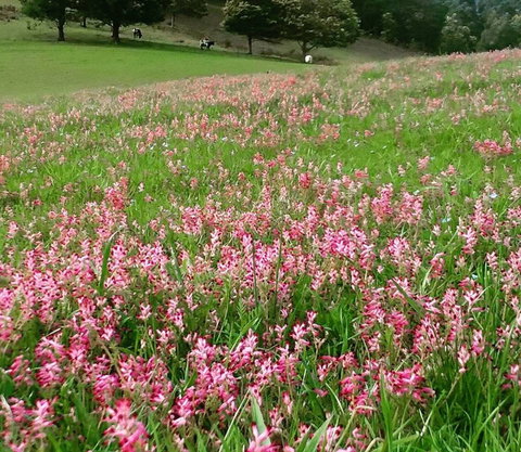 Eden Orchard And Farmstay - ACT Tourism 4