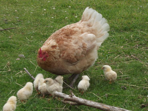 Eden Orchard And Farmstay - ACT Tourism 5