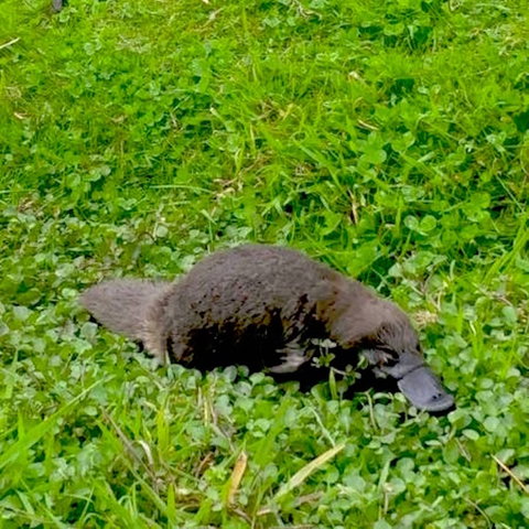 Eden Orchard And Farmstay - ACT Tourism 7