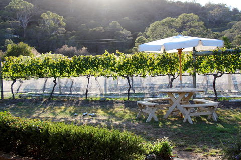 Every Man And His Dog Vineyard - ACT Tourism 1