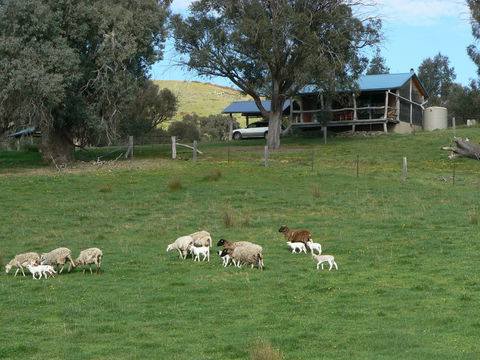 Gaddleen Grove Cottages - ACT Tourism 0