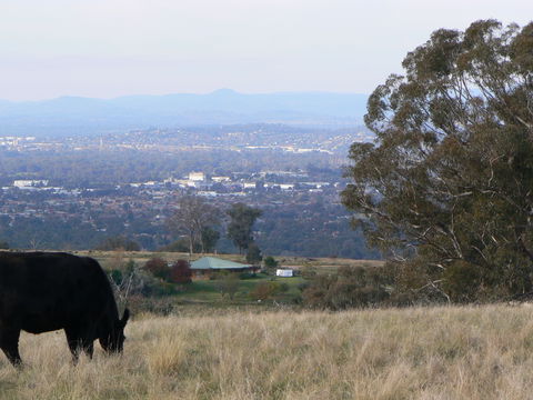 Gaddleen Grove Cottages - ACT Tourism 8