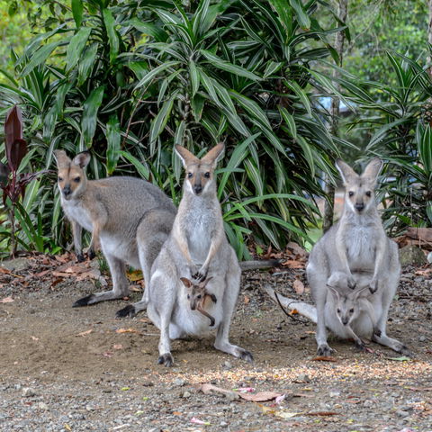 Maleny Country Cottages - ACT Tourism 9