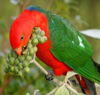 Peacock Creek campground - ACT Tourism