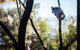 Wildlife Retreat At Taronga - thumb 3