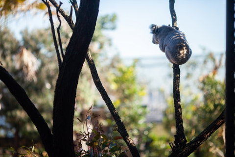 Wildlife Retreat At Taronga - ACT Tourism 3
