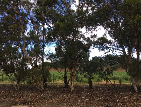 Eldorado Tourist And Residential Park - ACT Tourism 6