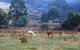 Hamlet Downs Country Accommodation - thumb 1