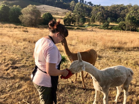 Hamlet Downs Country Accommodation - ACT Tourism 6