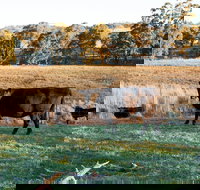 Lone Pine Homestead - ACT Tourism