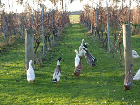 Pierrepoint Wines Bed & Breakfast - ACT Tourism 2