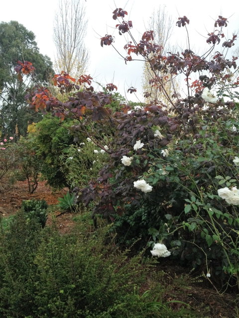 Pierrepoint Wines Bed & Breakfast - ACT Tourism 7