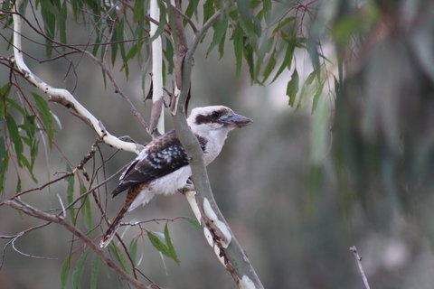 Rabbiters Hut - ACT Tourism 3