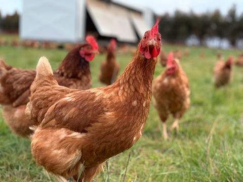 Rocklea Farm - ACT Tourism 1