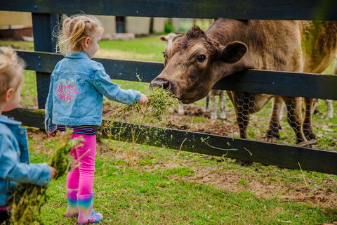 Tobruk Sydney Farm Stay - ACT Tourism 2