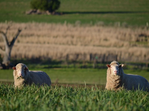 Curringa Farm Accommodation - ACT Tourism 1