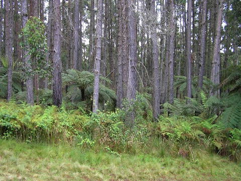 Daisy Plains Huts - ACT Tourism 1