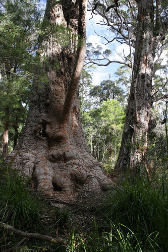Valley Of The Giants Cottage - ACT Tourism 0