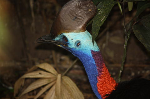 Daintree Wilderness Lodge - ACT Tourism 1