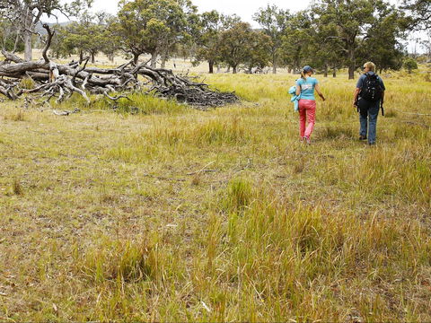 Sundown National Park Camping - ACT Tourism 2