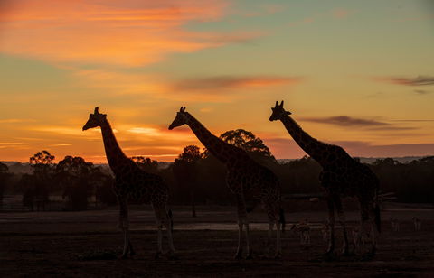 Zoofari Lodge, Taronga Western Plains Zoo Dubbo - ACT Tourism 1