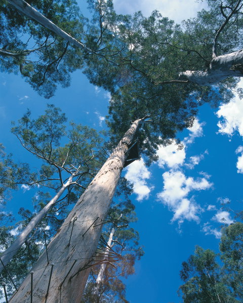 Drafty's Camp At Warren National Park - ACT Tourism 2
