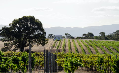 Hounds Run Vineyard - ACT Tourism 1