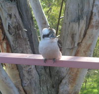 Kookaburra Dreaming - ACT Tourism