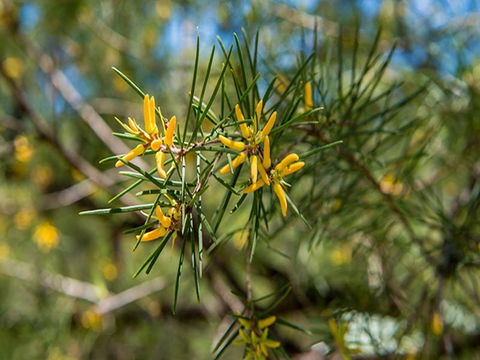 Mogo Campground - ACT Tourism 1